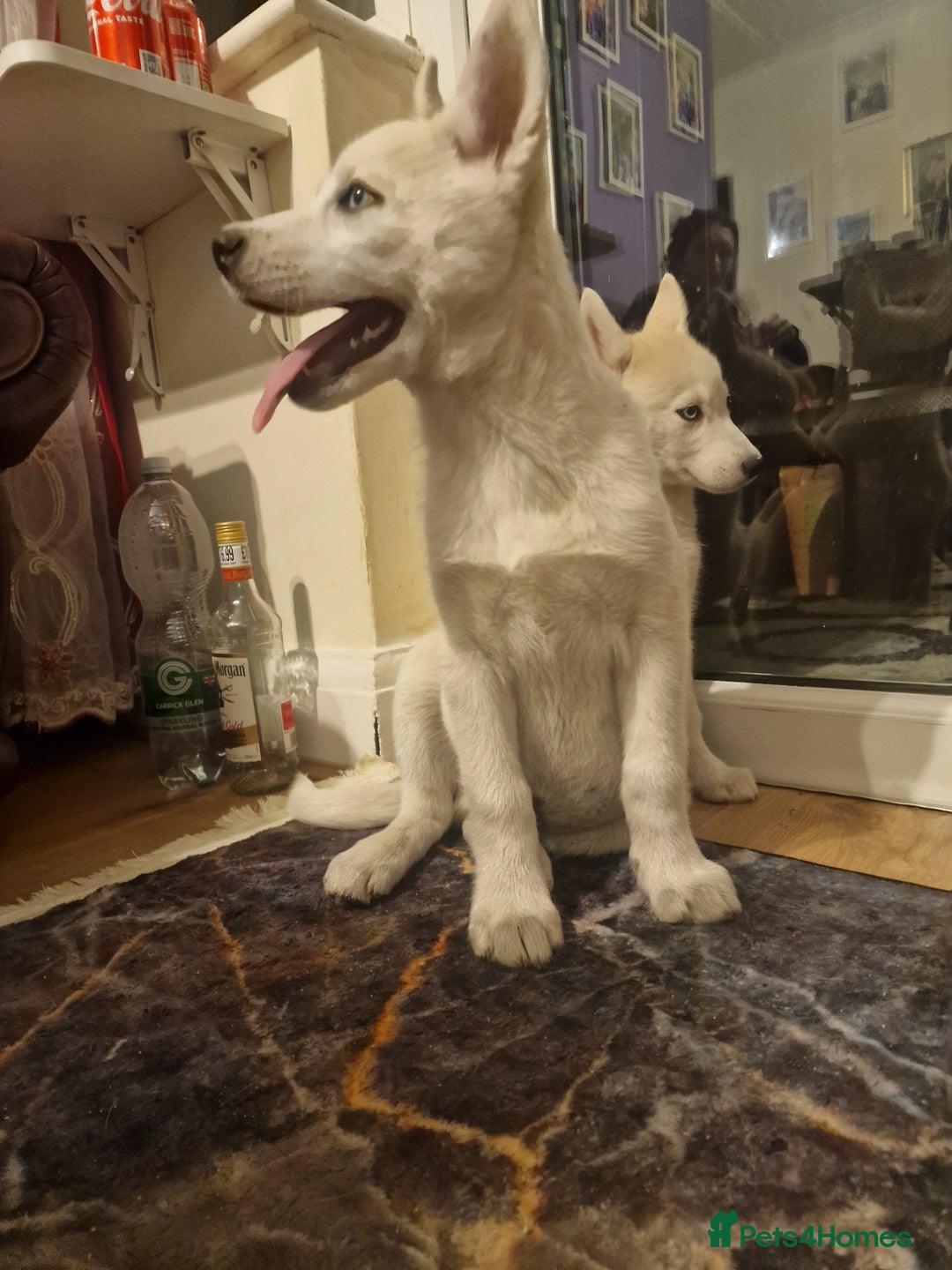 Siberian Husky dogs for sale: The last 2 from 6 siberian creamy husky  - Image 3