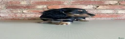 Miniature Dachshund dogs for sale: Exceptional KC Registered Miniature Dachshunds  - Advert 12
