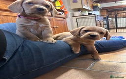 Mixed Breed dogs for sale: BEAUTIFUL GOLDEN BEAGADOR PUPPIES! - Advert 17