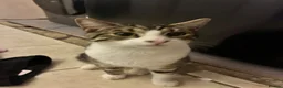 Mixed Breed cats for sale: White & tabby kitten  - Advert 3