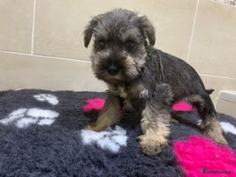 Miniature Schnauzer dogs Miniature schnauzer puppies - Advert 1