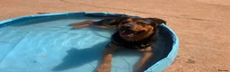 Mixed Breed dogs for adoption: Junior - Huntaway Cross for Adoption in Wells - Advert 3