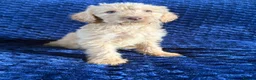 Labradoodle dogs for sale: Ready Now! Beautiful F1b Labradoodles  - Advert 25