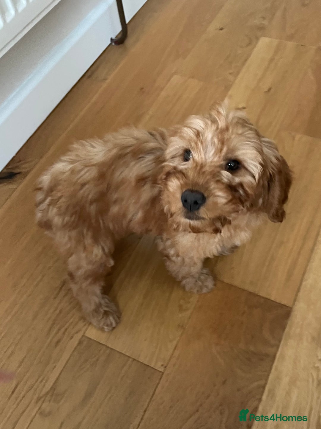 Cockapoo dogs for sale: Cockapoo puppy male - Advert 1