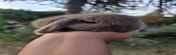Mini Lop rabbits for sale: 3 Cute Baby Mini Lop Babies  - Advert 12