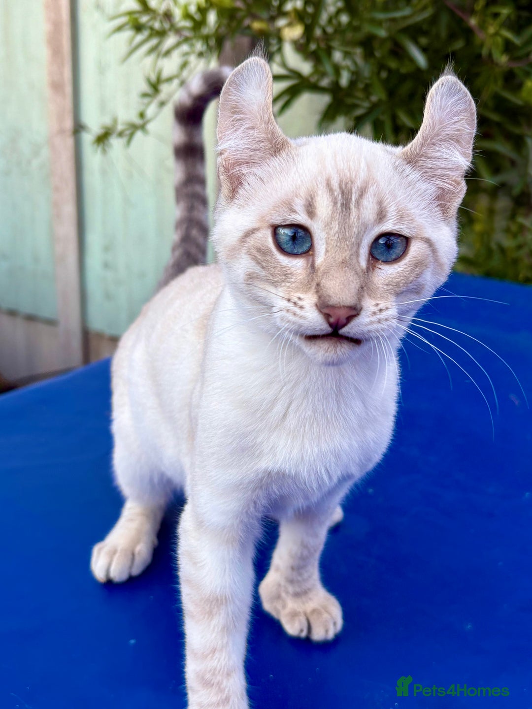 Savannah cats for sale: Superb polydactyl curled eared snow leopard  - Image 22