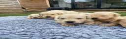 Golden Retriever dogs for sale: 🤍Cream / Platinum Golden Retriever Pups 🤍 - Advert 10