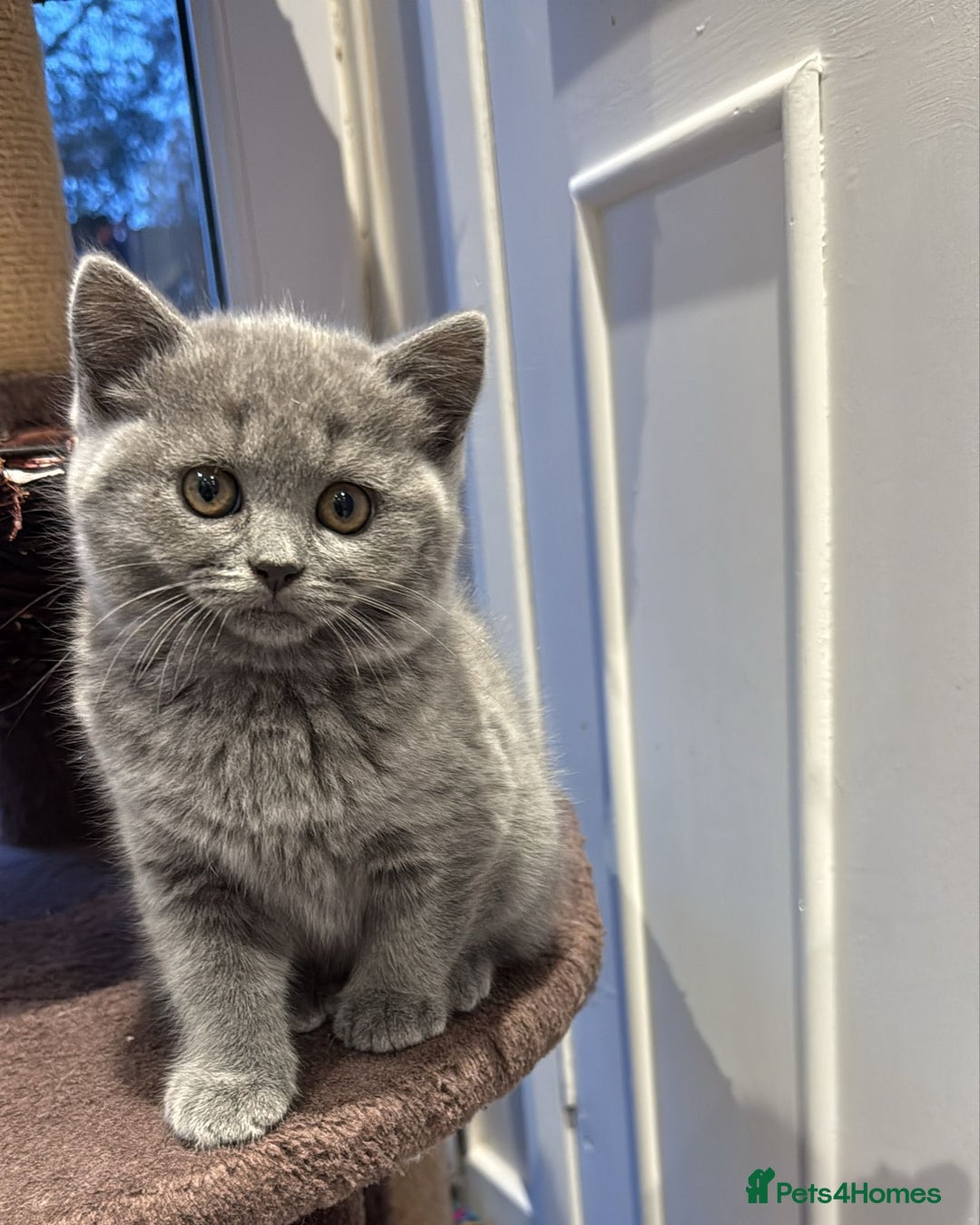Scottish Fold cats for sale: LAST Scottish straight girl left - Advert 4