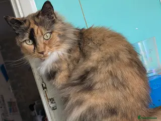 Mixed Breed cats Female cat needs new home ASAP - Advert 1