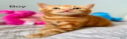 Mixed Breed cats for sale: Kittens - Advert 8