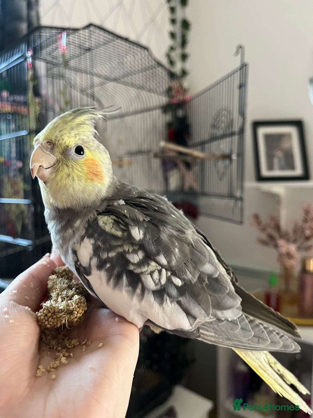 Cockatiels birds for sale: Beautiful Cockatiel for sale  - Advert 7