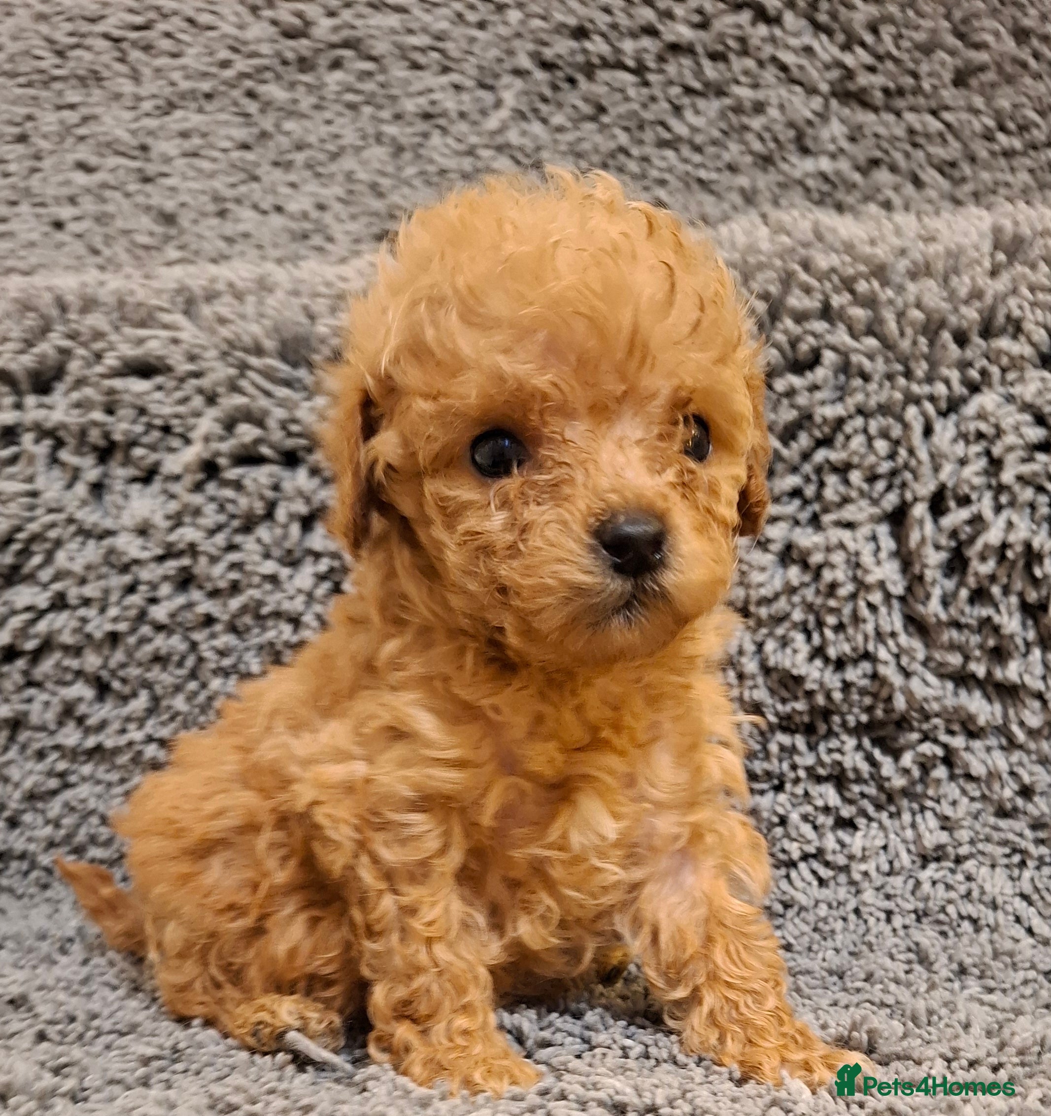 Cavapoo dogs Cavapoo puppies 🐶 beautiful 😍  - Advert 1