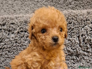 Cavapoo dogs Cavapoo puppies 🐶 beautiful 😍 - Advert 2