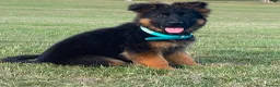 German Shepherd dogs for sale: Beautiful female black face German Shepherd - Advert 2