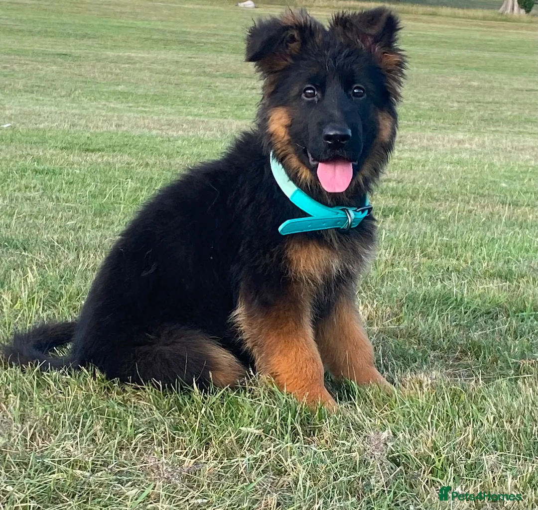 German Shepherd dogs for sale: Beautiful female black face German Shepherd - Advert 2
