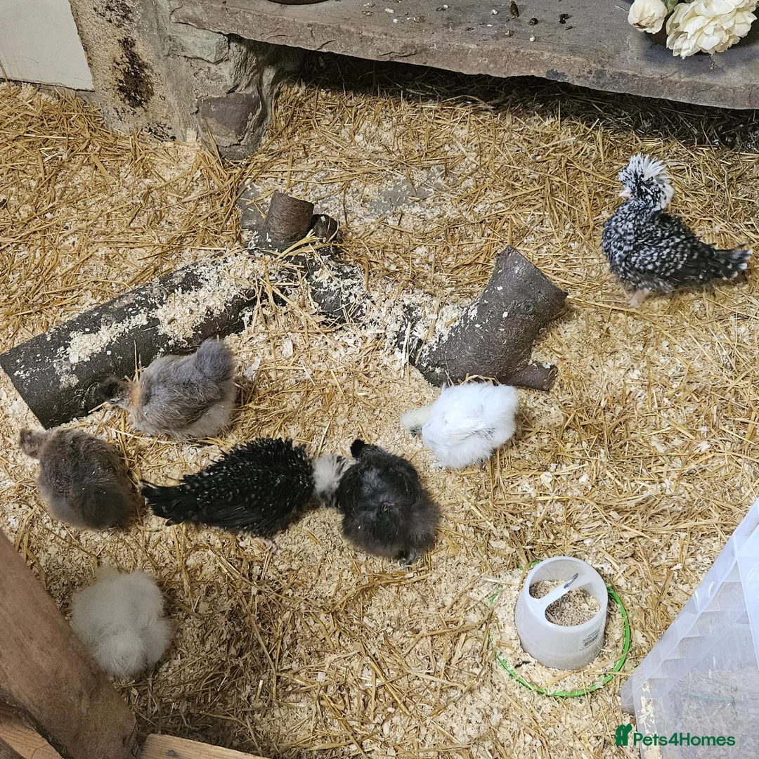 Chickens poultry for sale: Polkies and silkies for sale  - Advert 1
