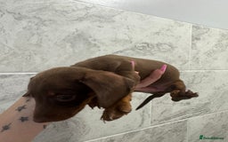 Miniature Dachshund dogs for sale: REDUCED Miniature dachshund Last Two available  in Hook - Image 17