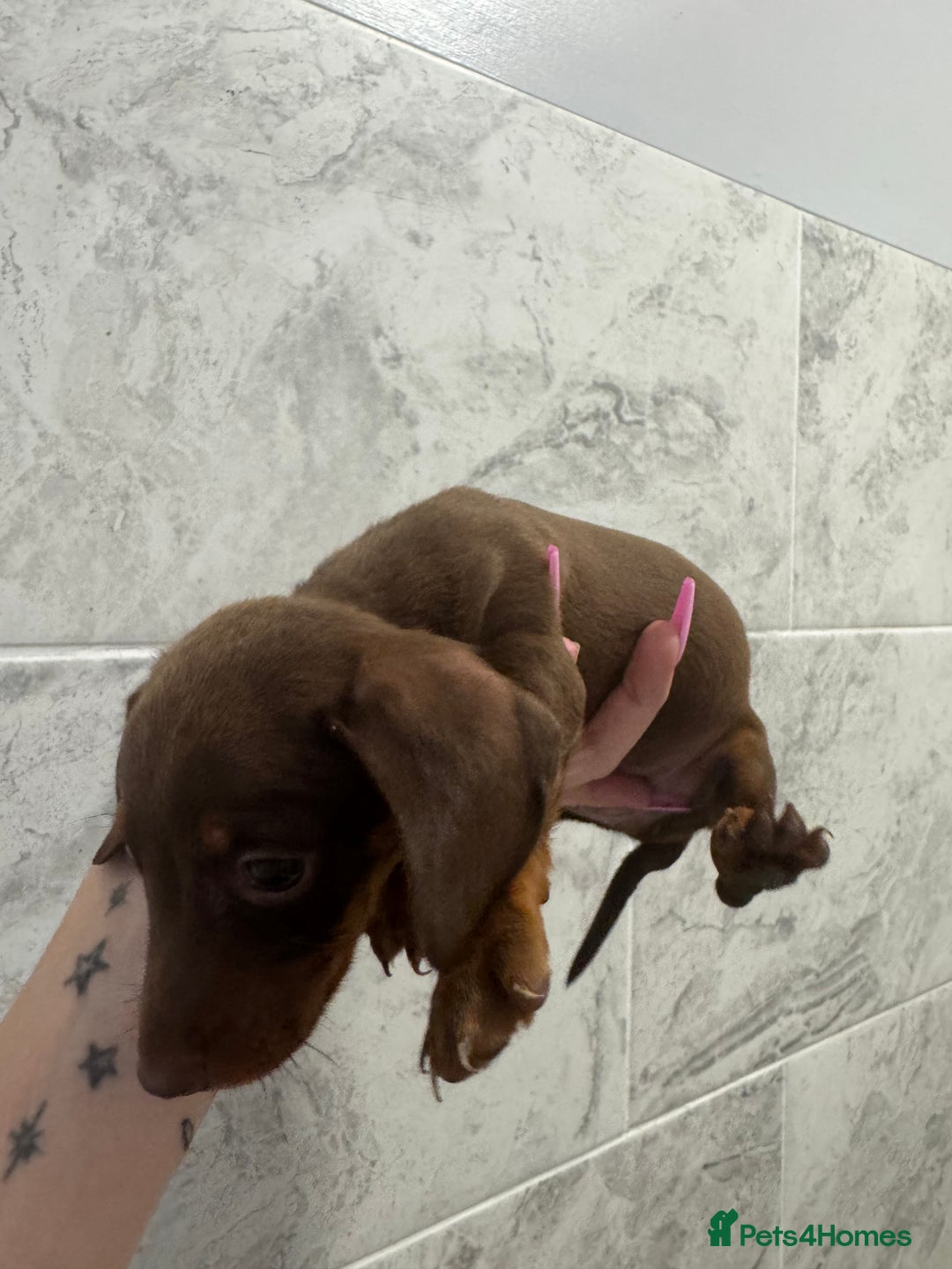 Miniature Dachshund dogs for sale: REDUCED Miniature dachshund Last Two available  in Hook - Image 17