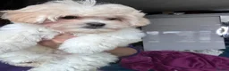 Maltipoo dogs for sale: Rare mix Russian Toy Poodle&Korean Maltese Puppy - Advert 4