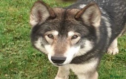 German Shepherd dogs for sale: RARE TAMASKAN PUPS. EMBARK PEDIGREE AND REGISTERED - Image 11