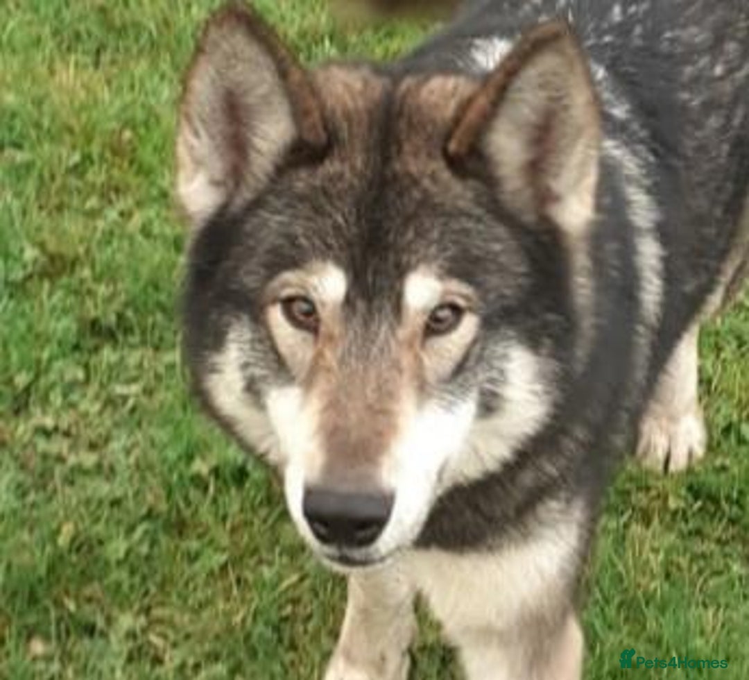 German Shepherd dogs for sale: RARE TAMASKAN PUPS. EMBARK PEDIGREE AND REGISTERED - Image 11