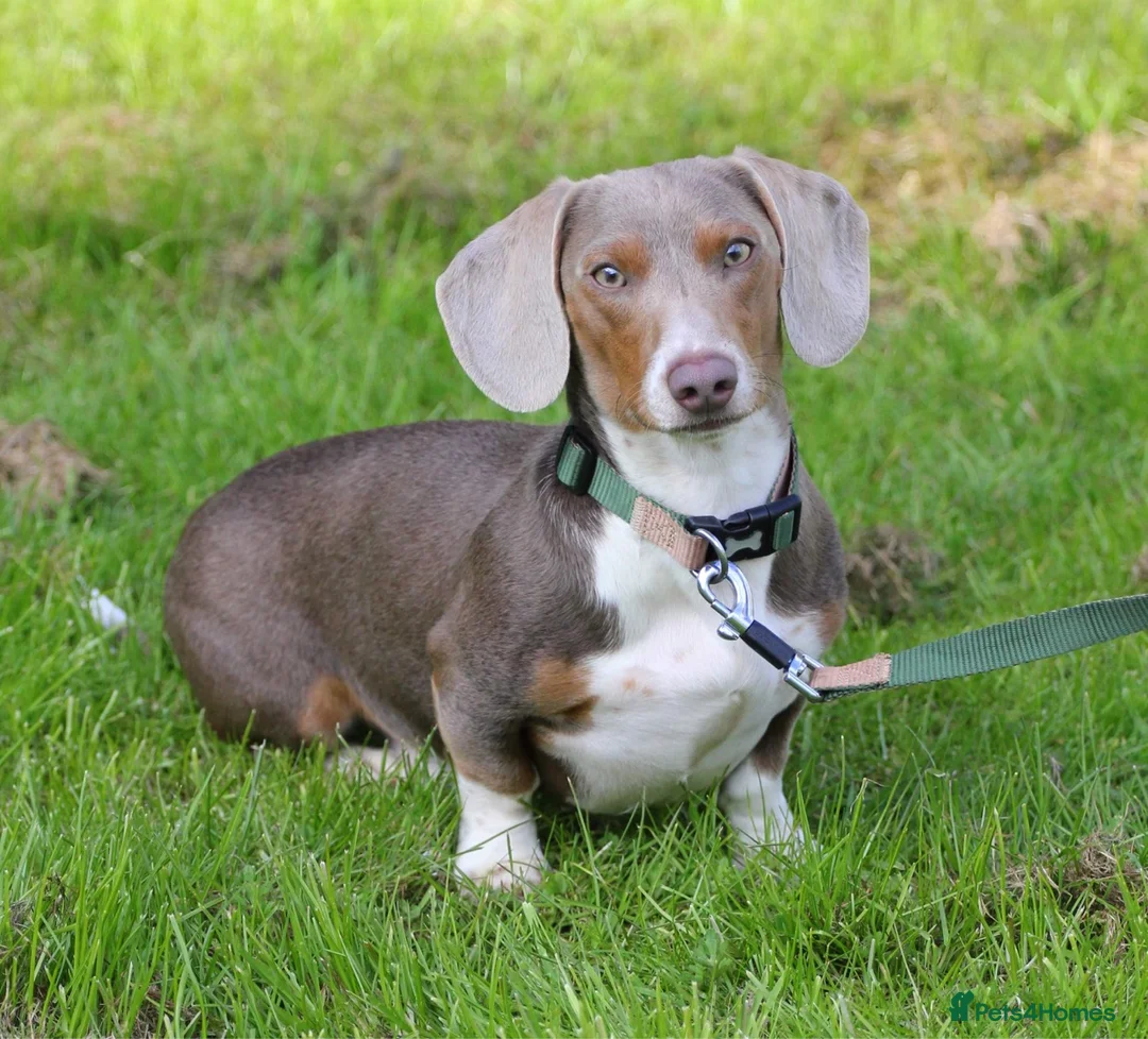 Dachshund dogs for stud: “LOS ANGELES” QUALITY MINIATURE DACHSHUND STUD in Pontyclun - Advert 5