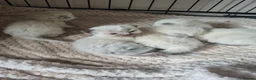 Ragdoll cats for sale: Blue point/ seal point Ragdoll kittens  - Advert 7