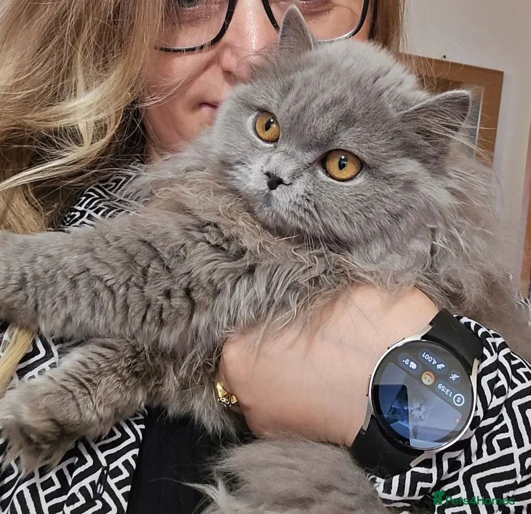 British Longhair cats for sale: Gorgeous Britishlonghair girl, GCCF Registered. - Advert 3