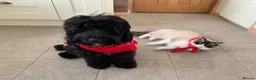 Cockapoo dogs for sale: Beautiful F1xF2 Cockapoo Puppies-Loving home £1400 in Colyton - Advert 12