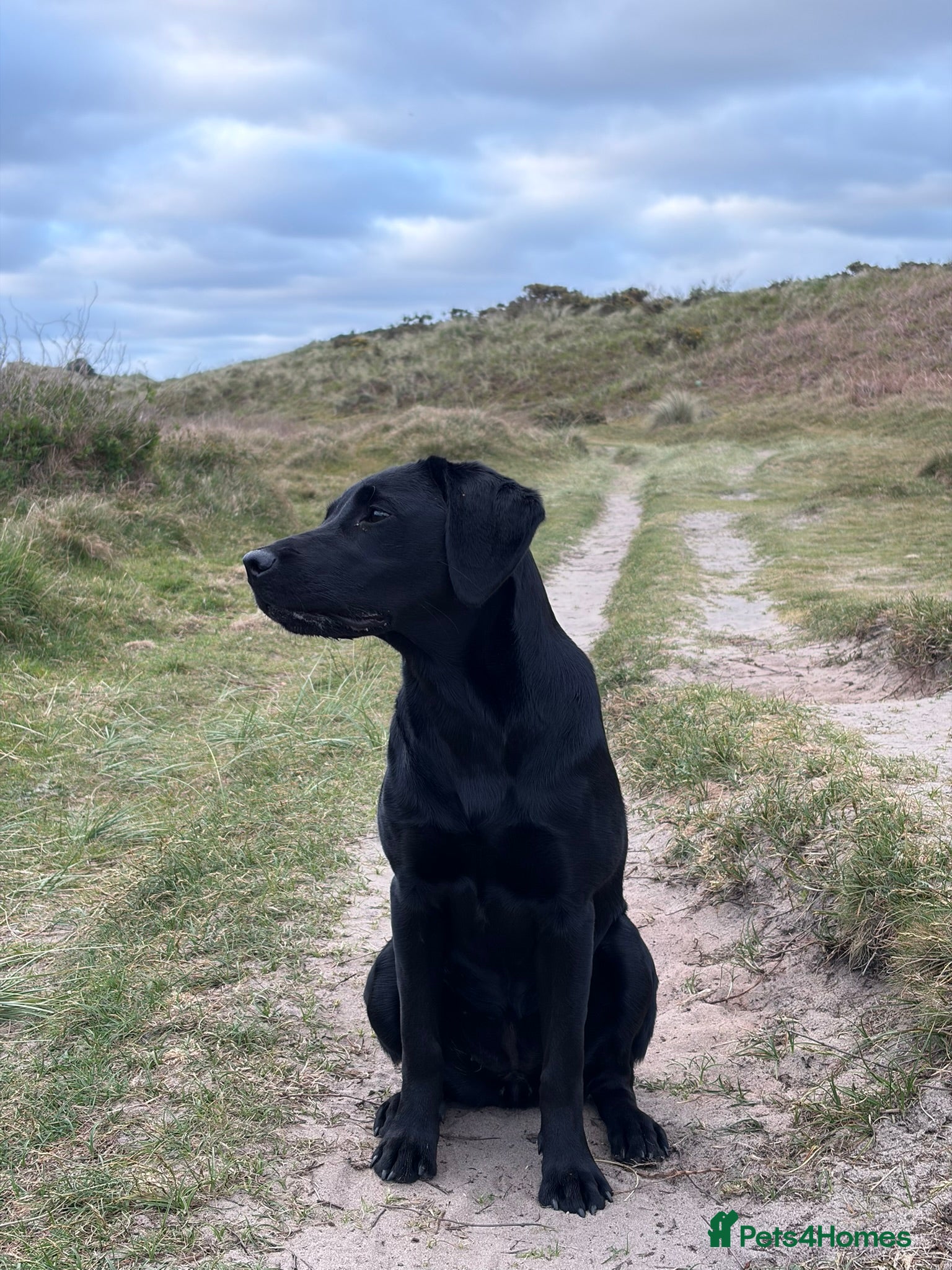 Labrador Retriever dogs for sale: Lainey - Beautiful Female Black Labrador Puppy - Advert 6