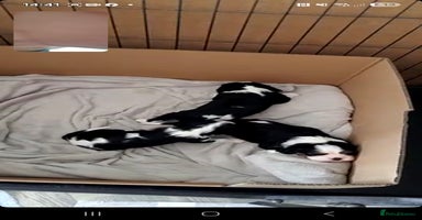 Cavalier King Charles Spaniel dogs - Advert 4