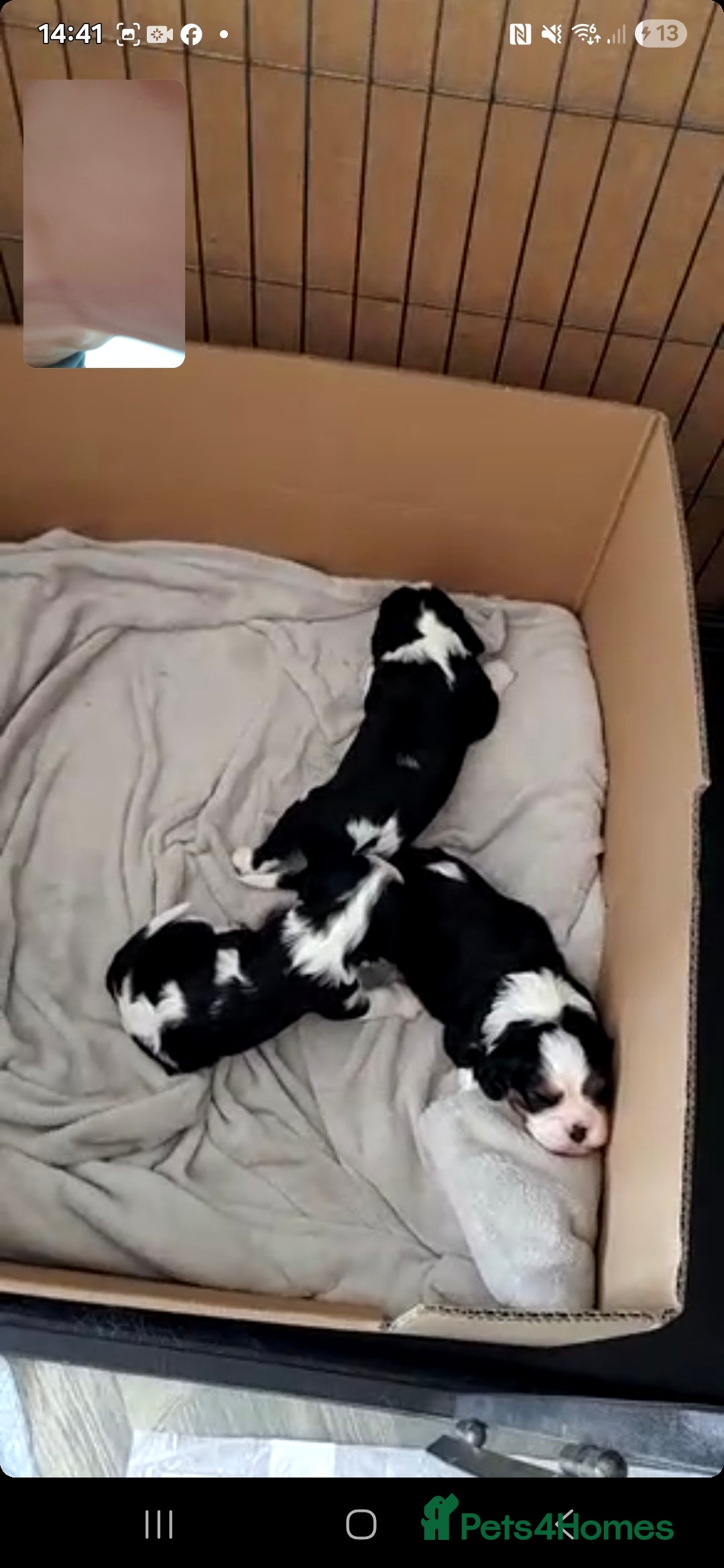 Cavalier King Charles Spaniel dogs for sale: 2 Beautiful Boys - Image 3