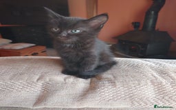 British Shorthair cats for sale: 2 Beautiful black with white bits kittens - Image 4