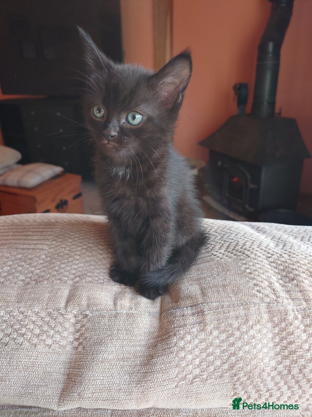 British Shorthair cats for sale: 2 Beautiful black with white bits kittens - Image 4