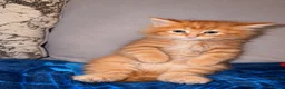 Domestic Shorthair cats for sale: Ginger longhair kitten - Advert 7