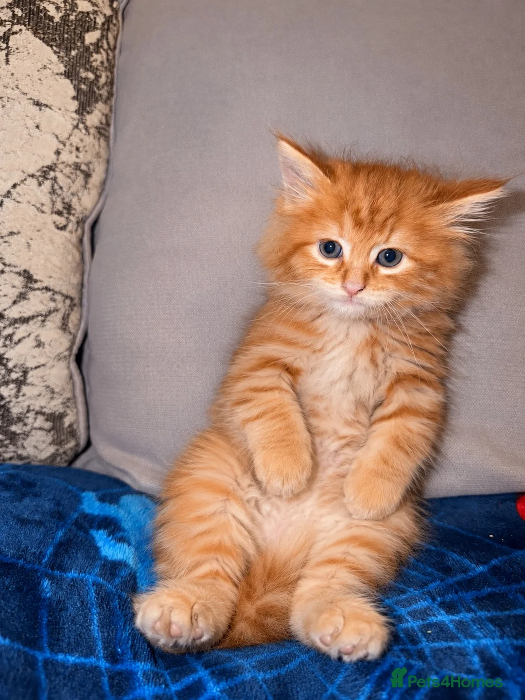 Domestic Shorthair cats for sale: Ginger longhair kitten - Advert 7