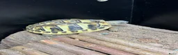 Hermann Tortoise reptiles for sale: Baby hermann tortoise with full set up in Paisley - Advert 3