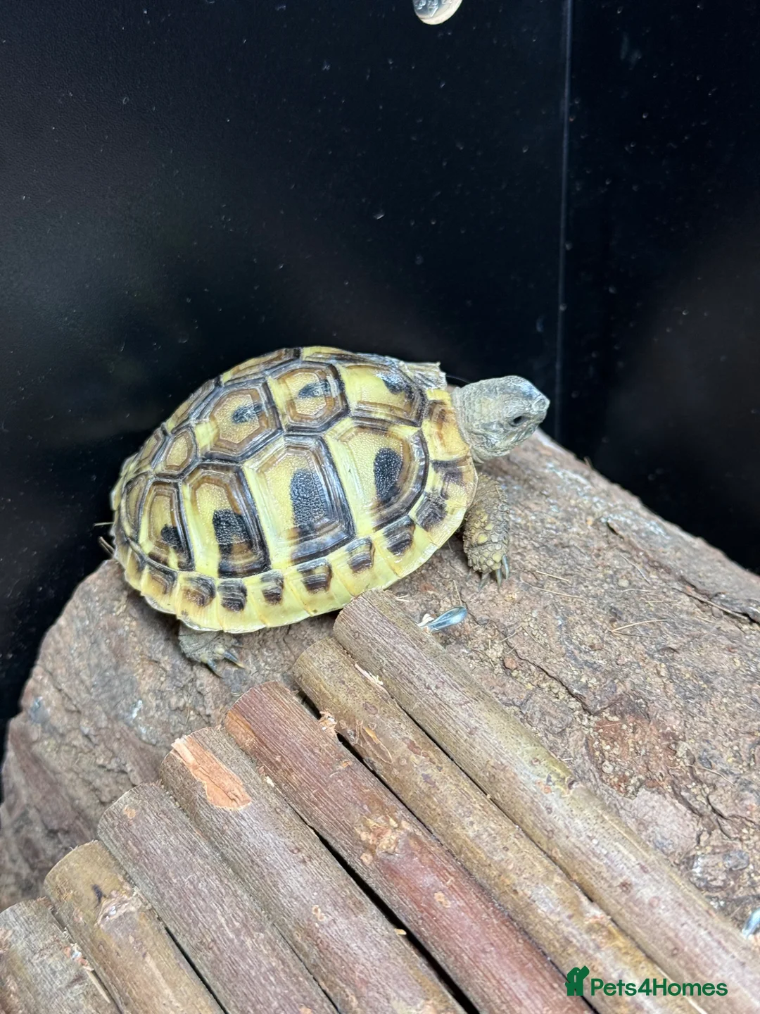 Hermann Tortoise reptiles for sale: Baby hermann tortoise with full set up in Paisley - Advert 3