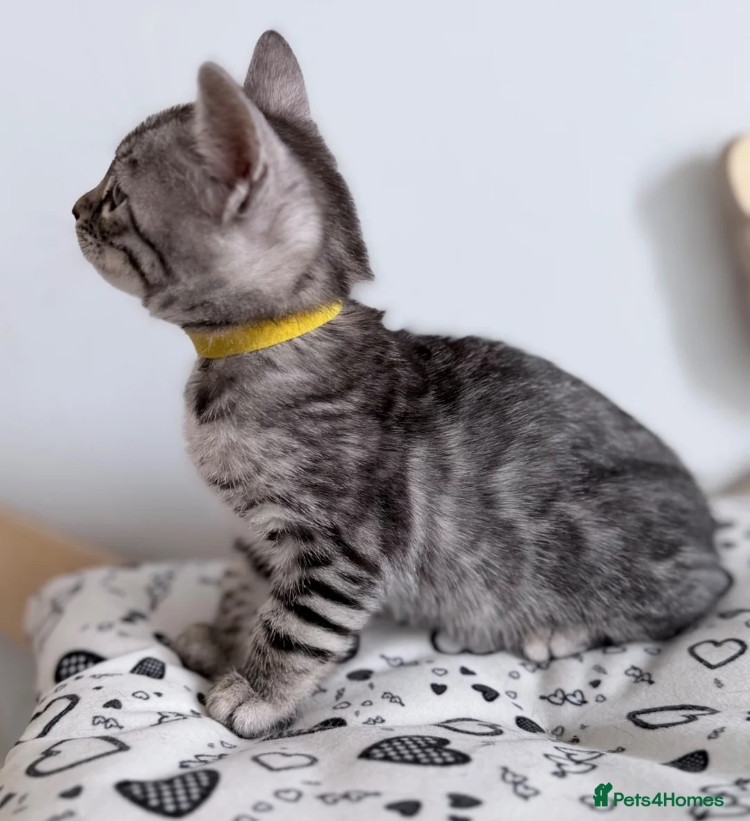 Bengal cats for sale: Exceptional Silver, Blue & Brown Bengal Kittens  in Basingstoke - Advert 37