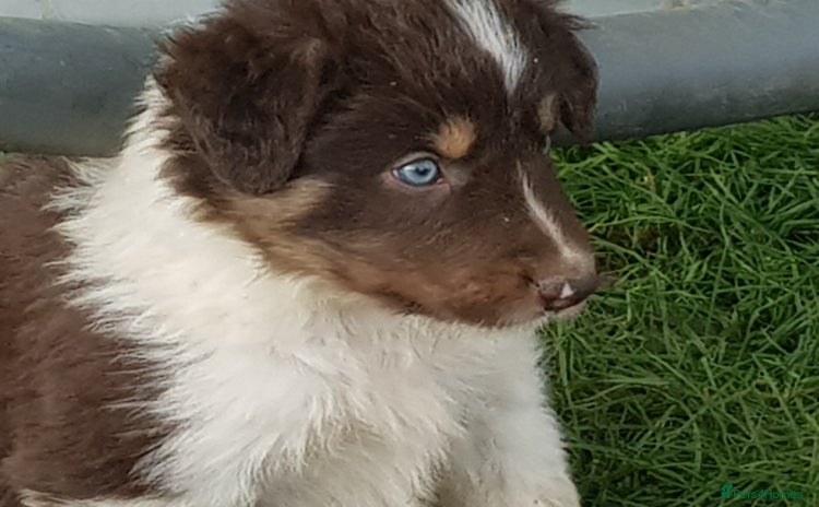 Border Collie dogs KC Registered Pups - Advert 9