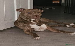 Mixed Breed dogs for sale: Enzo 2 year old male neutered - Image 1