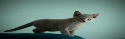 Russian Blue cats for sale: TICA Reg Boutique Russian Blue Kittens  - Advert 7