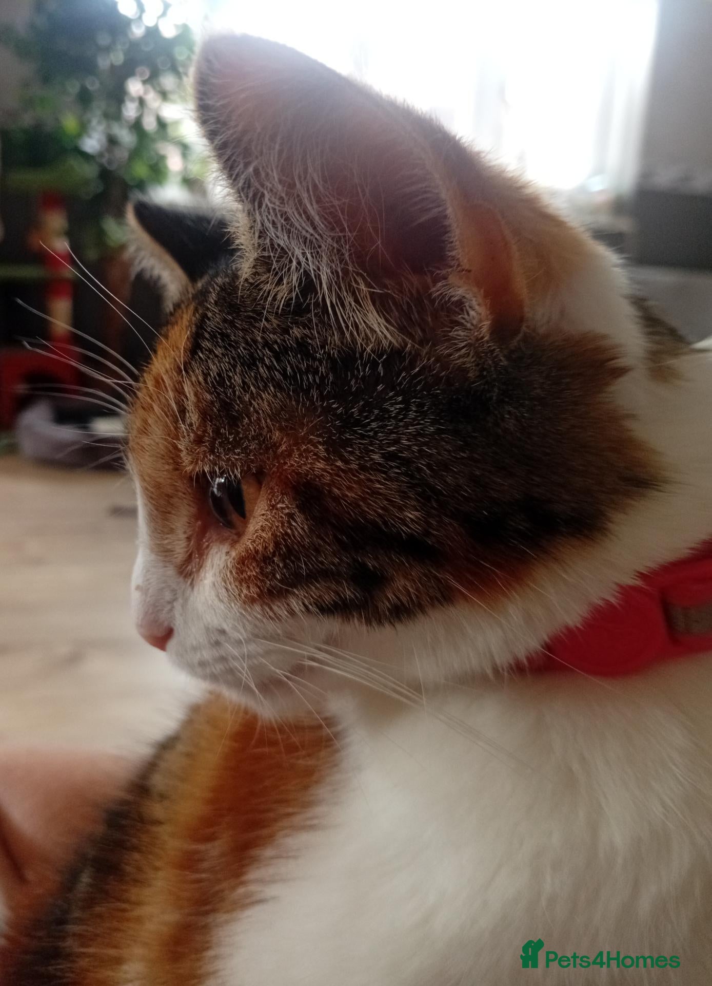 Mixed Breed cats Meet Tinkbell  - Advert 1