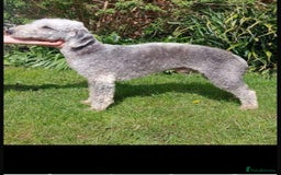 Bedlington Terrier dogs for sale: KC registered Bedlington Terrier puppy - Image 7