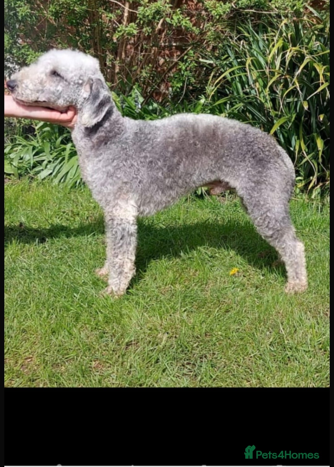 Bedlington Terrier dogs for sale: KC registered Bedlington Terrier puppy - Image 7