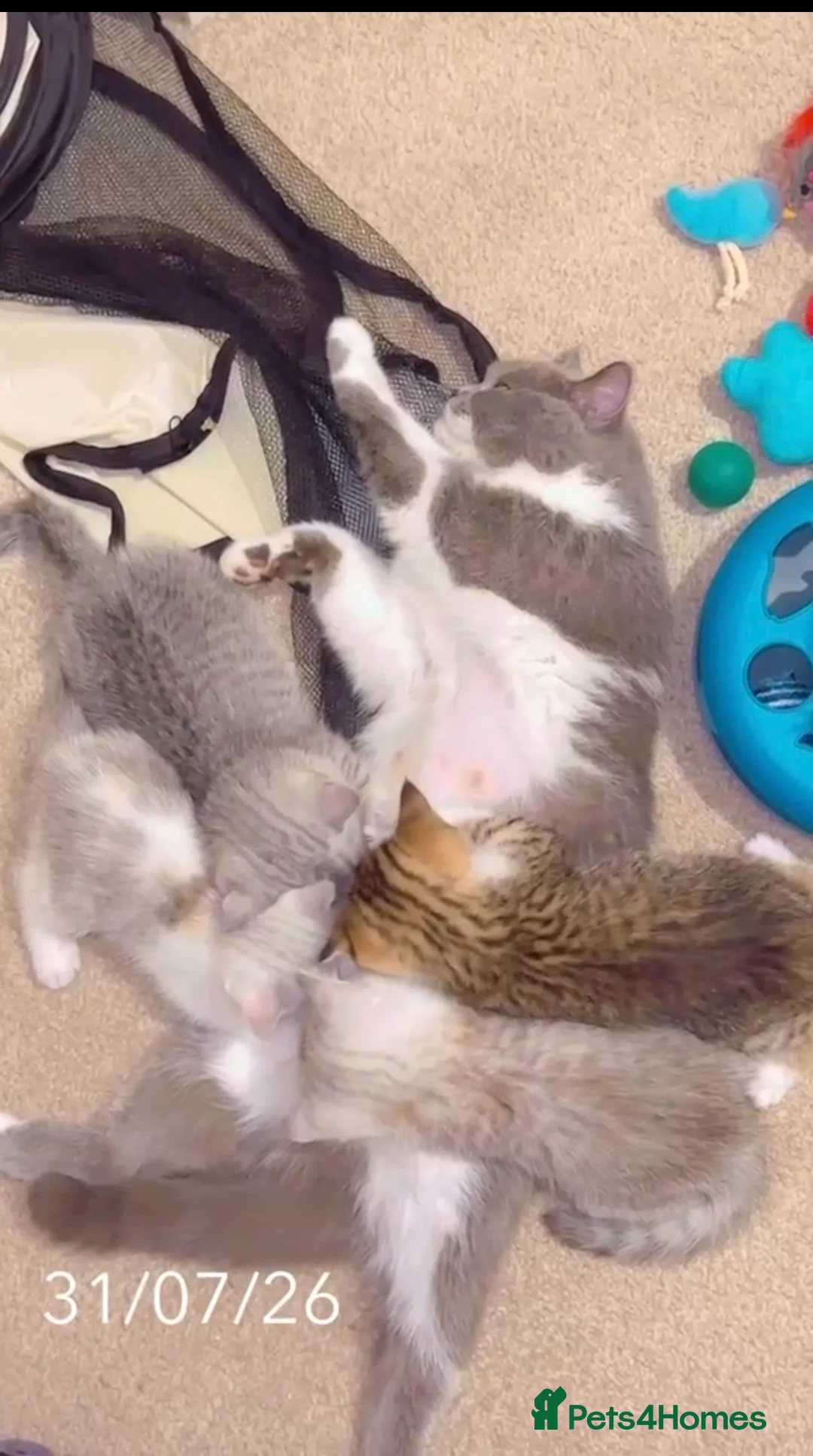 British Shorthair cats for sale: British short hair ❤️🥰 - Advert 2