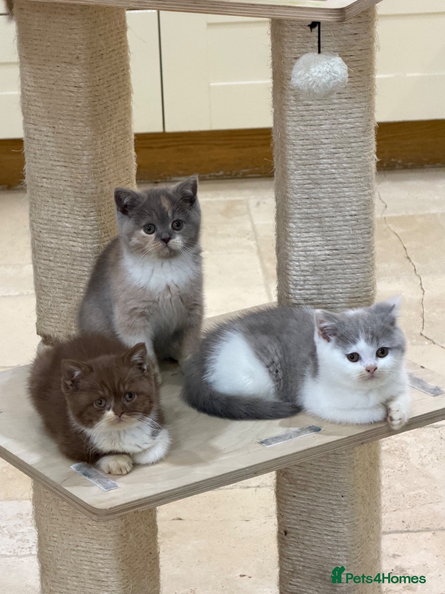 British Shorthair cats READY NOW or soon - Full Pedigree Registered BSH  - Advert 5