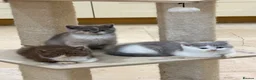 British Shorthair cats for sale: READY NOW or soon - Full Pedigree Registered BSH  - Advert 20