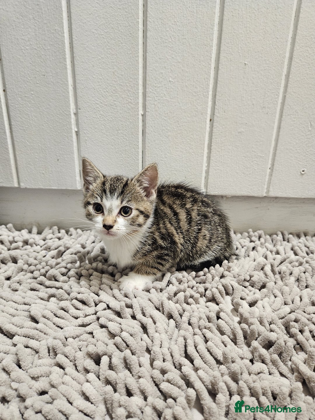 Mixed Breed cats for sale: Ragdoll x kittens - Advert 5