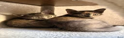Mixed Breed cats for sale: 🐾 Beautiful Kittens Looking for Loving Homes! 🐾 - Advert 16